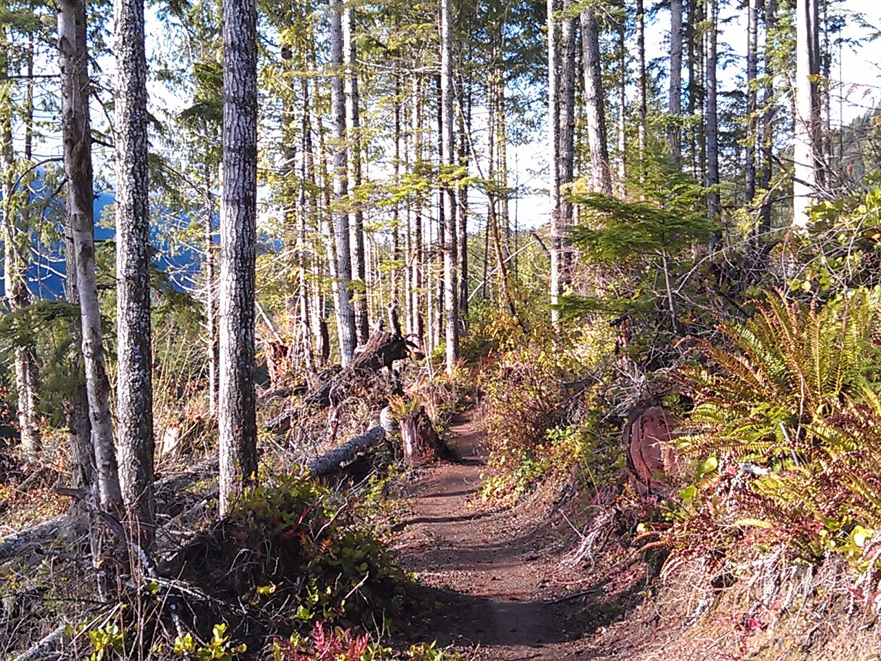 USA North-west/Olympic NP, Olympic Discovery Trail, Clearcuts mean sun, Walkopedia