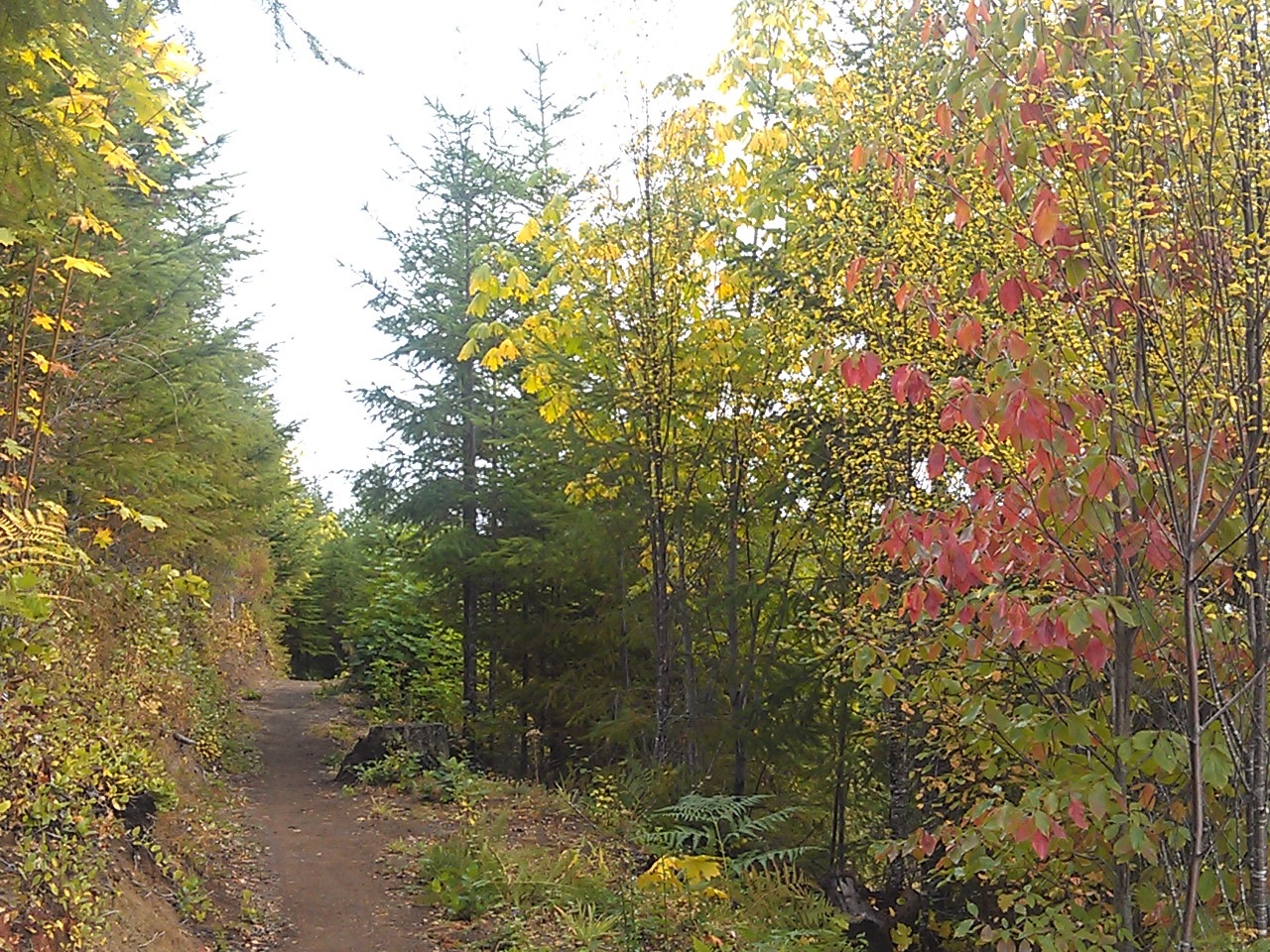 USA North-west/Olympic NP, Olympic Discovery Trail, Fall on AR , Walkopedia