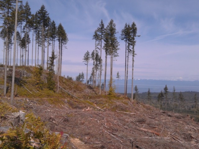 USA North-west/Olympic NP, Olympic Discovery Trail, clearcut view , Walkopedia