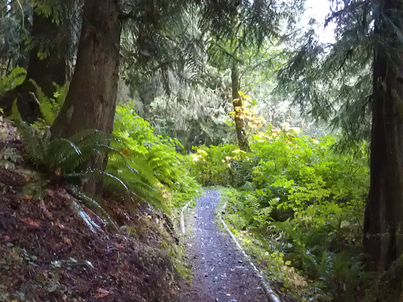 USA North-west/Olympic NP, Olympic Discovery Trail, near GraulRamapo, Walkopedia