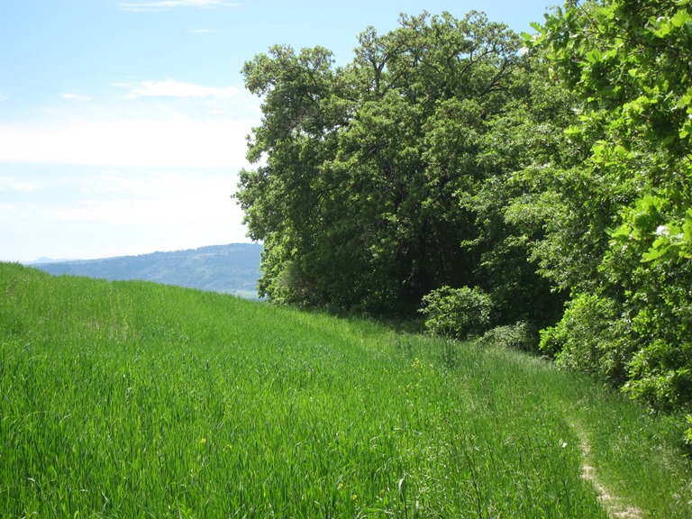 Italy Tuscany, Lucignano to Buonconvento, By a wood , Walkopedia