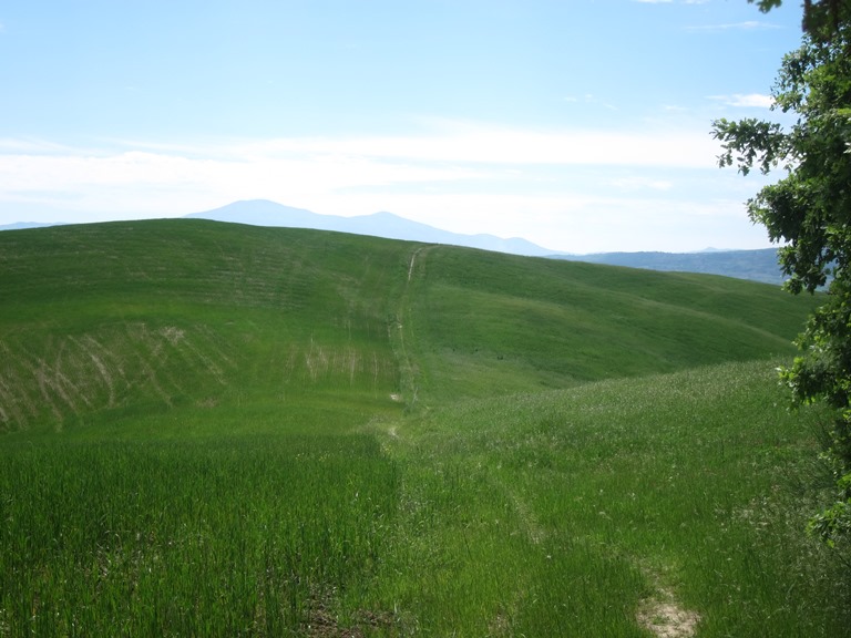 Lucignano to Buonconvento
Ridgeway - © William Mackesy