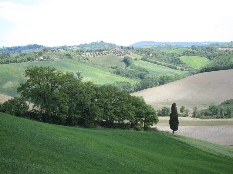 Italy Tuscany, Lucignano to Buonconvento, hedge punctuation , Walkopedia