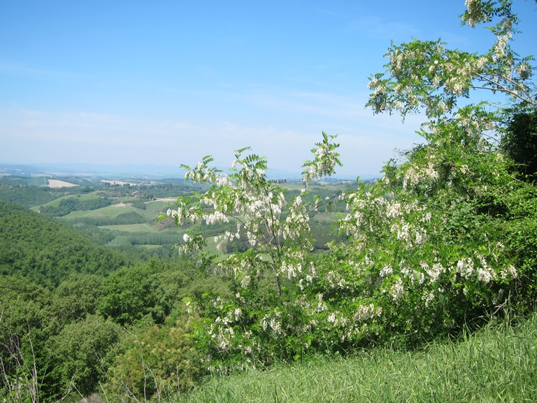 Italy Tuscany, Monte Oliveto Maggiore to Montalcino , Acacia, believed, Walkopedia