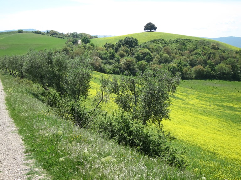 Italy Tuscany, Monte Oliveto Maggiore to Montalcino , Icon again, Walkopedia