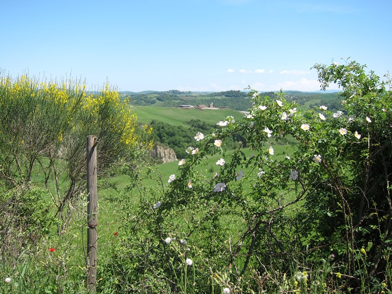 Italy Tuscany, Monte Oliveto Maggiore to Montalcino , More flowers, Walkopedia