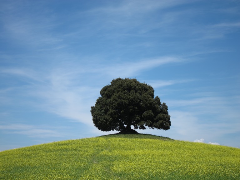 Italy Tuscany, Monte Oliveto Maggiore to Montalcino , OK, that icon again! , Walkopedia