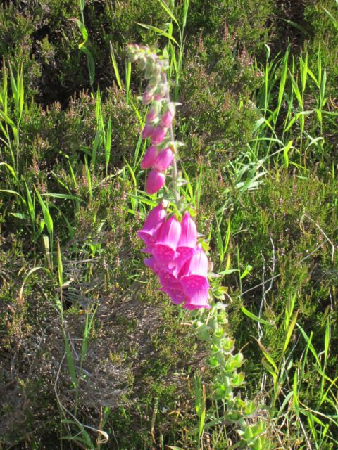 United Kingdom Scotland Cairngorms, Capel Mounth Track, , Walkopedia