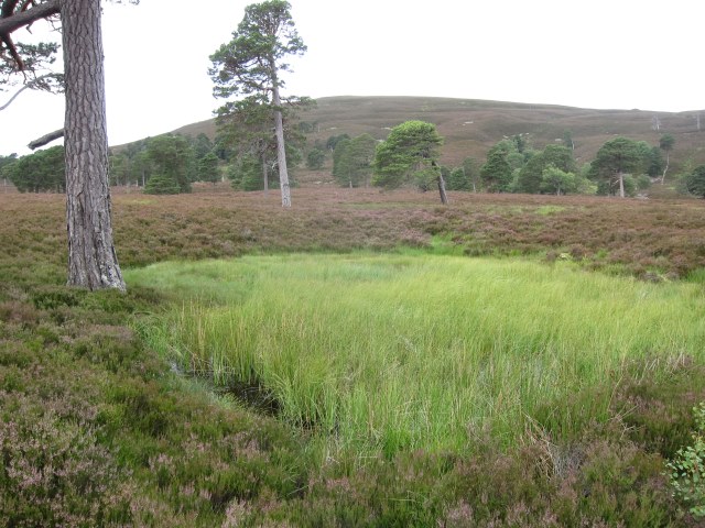 United Kingdom Scotland Cairngorms, Glen Lui, Lower glen - Caledonian forest, Walkopedia