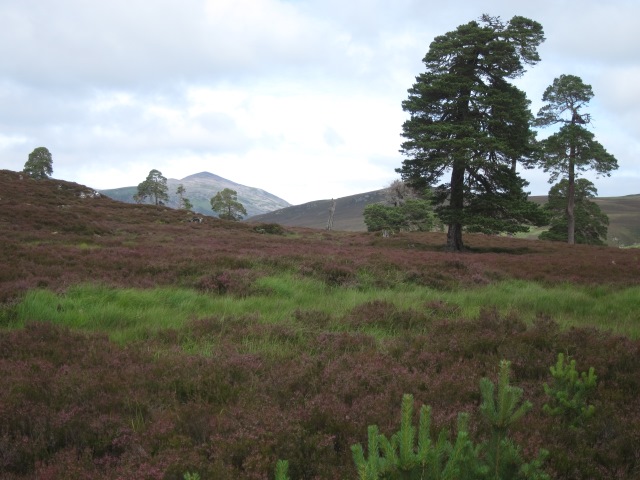 United Kingdom Scotland Cairngorms, Glen Lui, Lower glen - Caledonian forest, Walkopedia