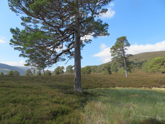 United Kingdom Scotland Cairngorms, Glen Lui, , Walkopedia