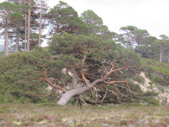 United Kingdom Scotland Cairngorms, Glen Lui, , Walkopedia