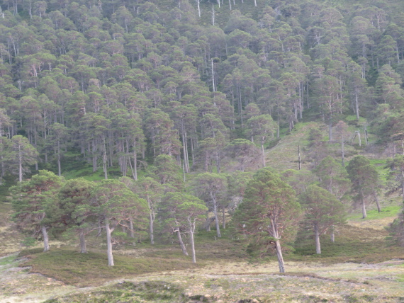 United Kingdom Scotland Cairngorms, Glen Lui, , Walkopedia