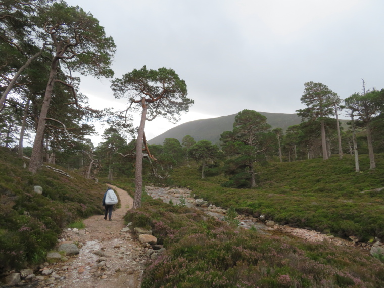 United Kingdom Scotland Cairngorms, Glen Lui, Upper Glen Lui, Walkopedia