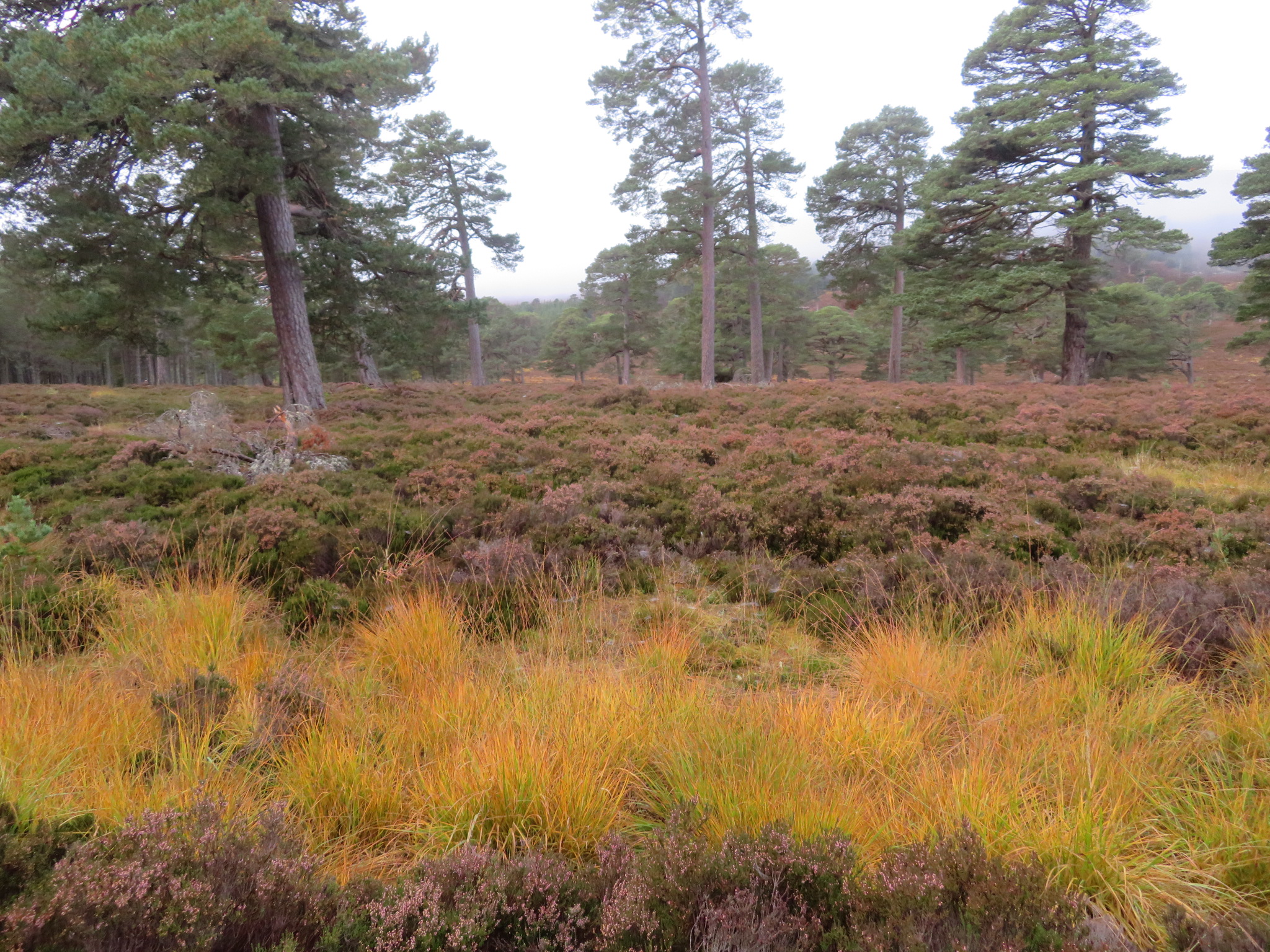 United Kingdom Scotland Cairngorms, Glen Lui, October, Walkopedia