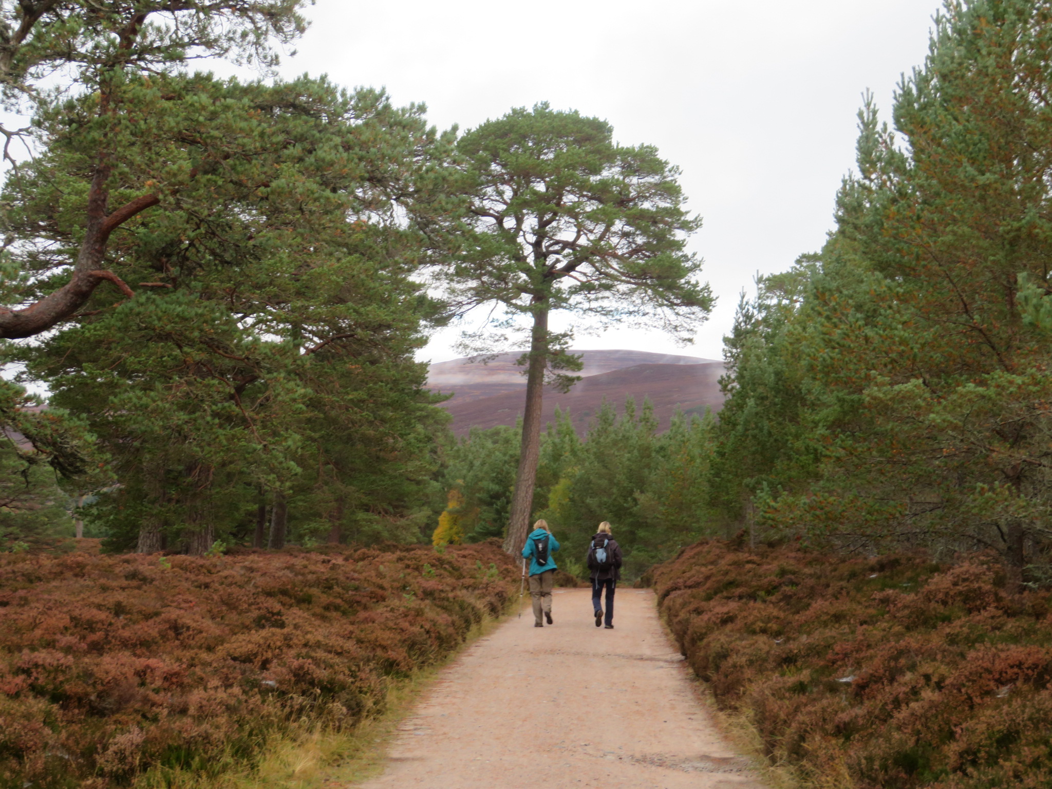 United Kingdom Scotland Cairngorms, Glen Lui, October, Walkopedia