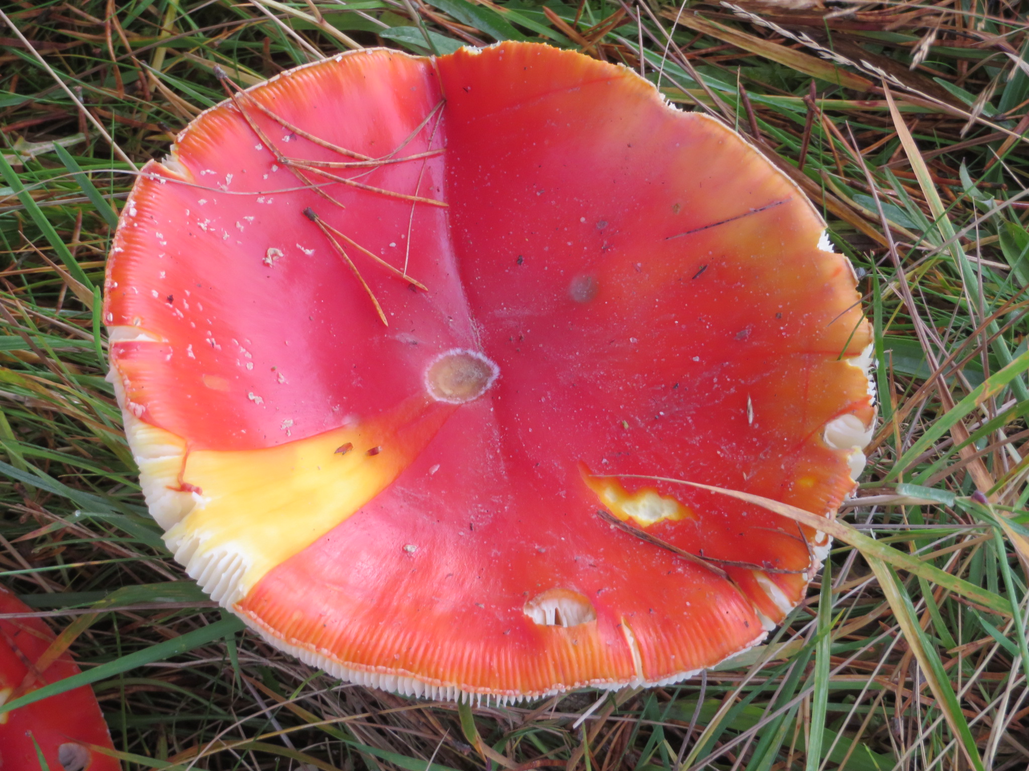 United Kingdom Scotland Cairngorms, Glen Lui, October, Walkopedia