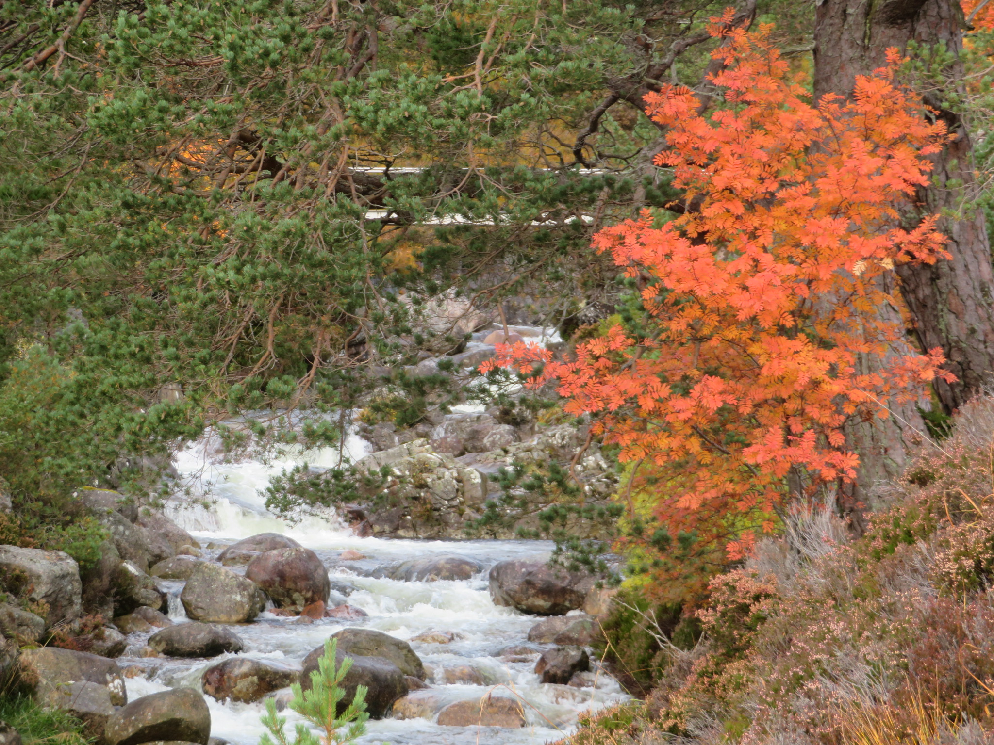 United Kingdom Scotland Cairngorms, Glen Lui, October, Walkopedia