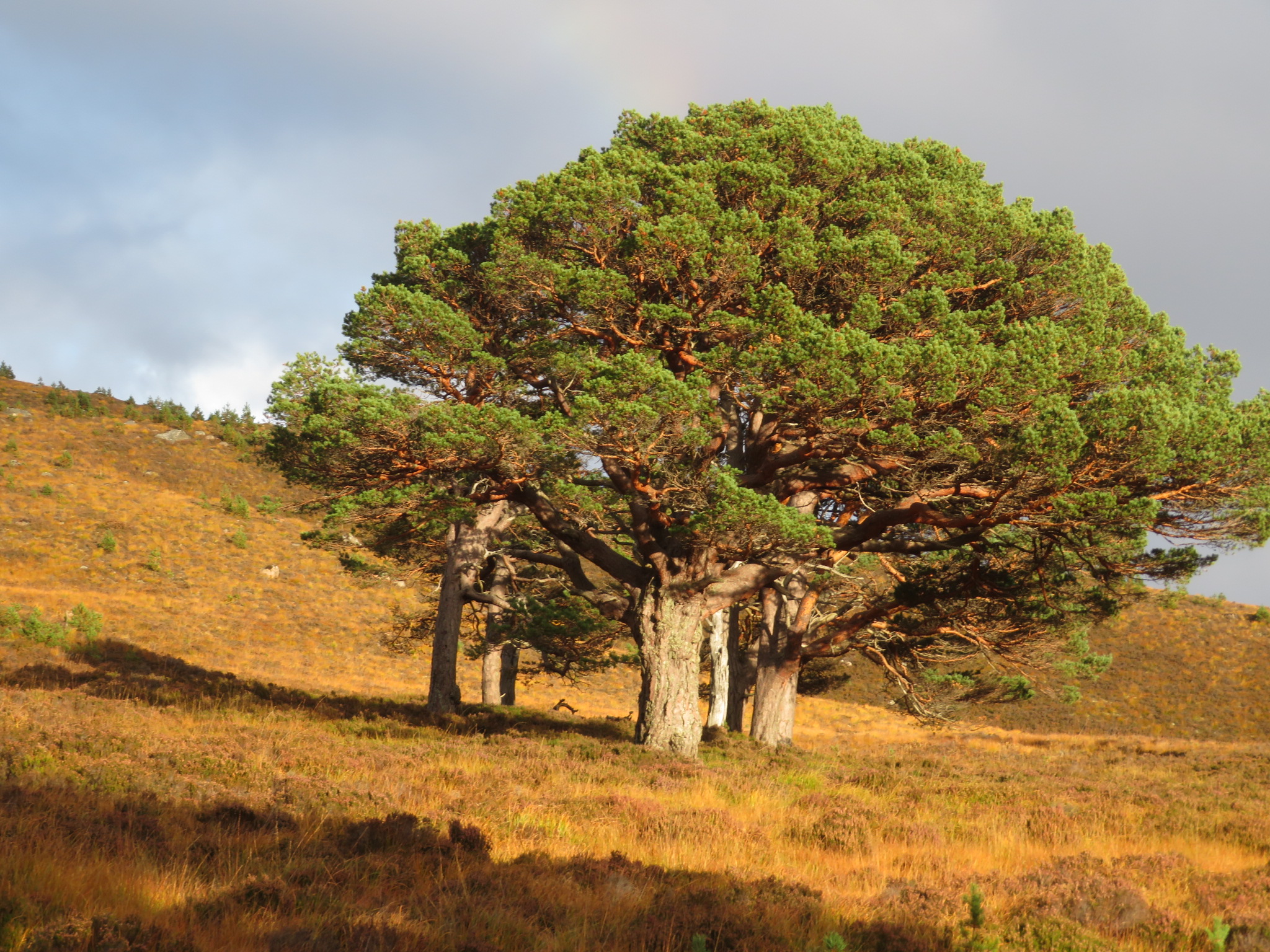 United Kingdom Scotland Cairngorms, Glen Lui, October, Walkopedia