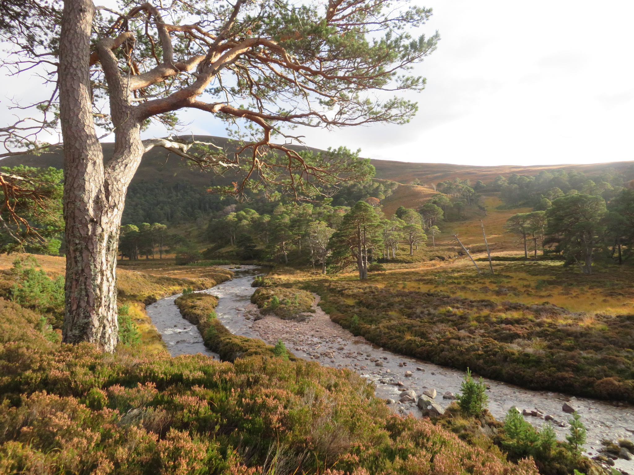 United Kingdom Scotland Cairngorms, Glen Lui, October, Walkopedia