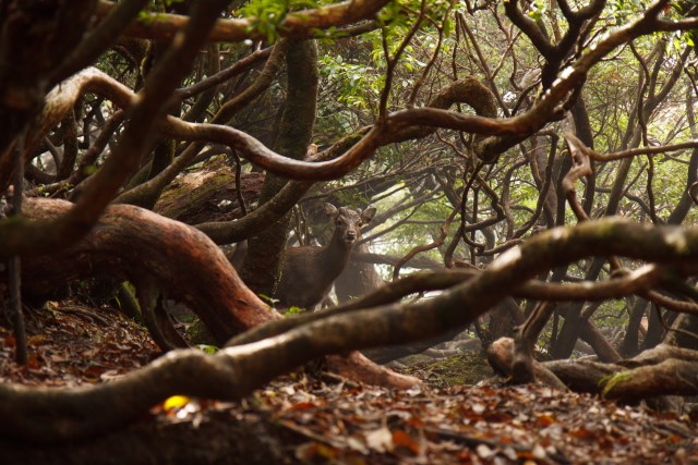 Japan Nansei-shoto (SW Islands): Yaku-shima, Yaku-shima Traverse, Deer on the Yaku-shima traverse, Walkopedia