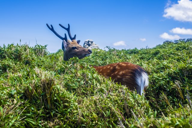 Japan Nansei-shoto (SW Islands): Yaku-shima, Yaku-shima Traverse, Miyanoura-dake, Walkopedia