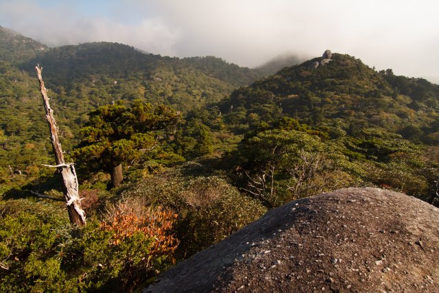 Japan Nansei-shoto (SW Islands): Yaku-shima, Yaku-shima Traverse, Yakushima traverse, Walkopedia