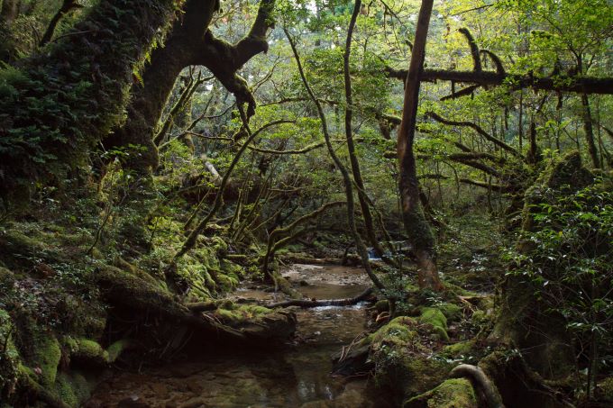 Japan Nansei-shoto (SW Islands): Yaku-shima, Yaku-shima Traverse, Yakushima traverse, Walkopedia