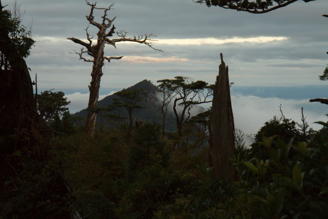 Japan Nansei-shoto (SW Islands): Yaku-shima, Yaku-shima Traverse, Yakushima traverse, Walkopedia