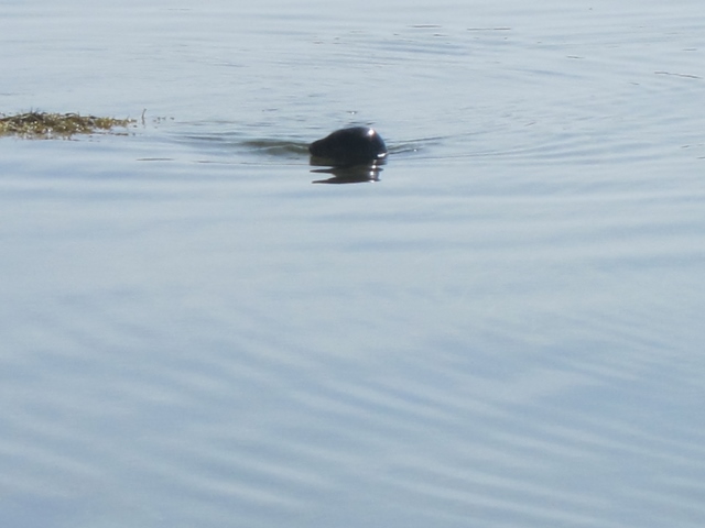 United Kingdom Scotland Orkney Islands, Hunda Reef, Burra, Inquisitive seal, Walkopedia