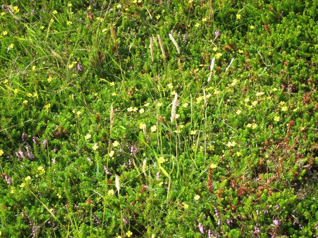 United Kingdom Scotland Orkney Islands, Hunda Reef, Burra, Beautiful vegetation , Walkopedia