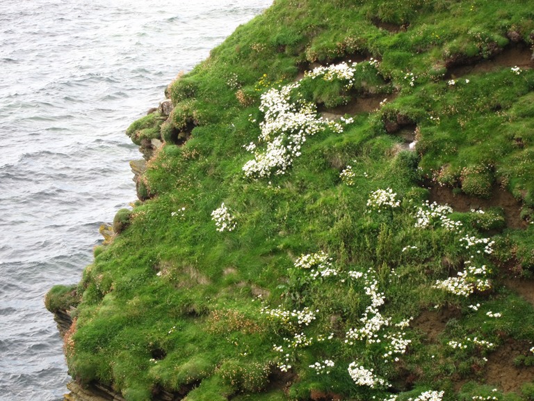 United Kingdom Scotland Orkney Islands, North-west Coast, Westray, , Walkopedia