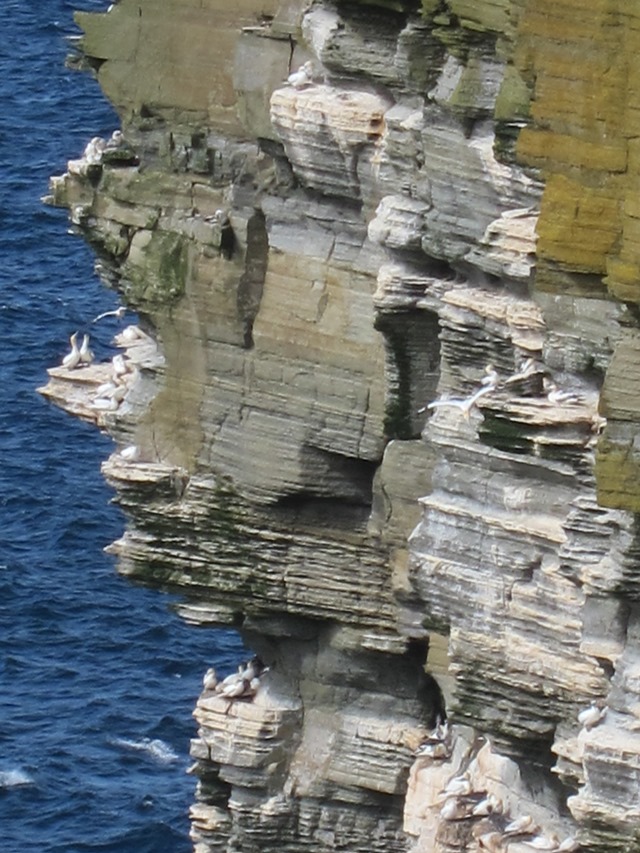 United Kingdom Scotland Orkney Islands, North-west Coast, Westray, , Walkopedia