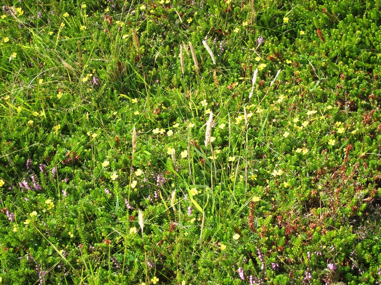 United Kingdom Scotland Orkney Islands, Orkney Islands, Beautiful vegetation, Hunda Reef, Walkopedia