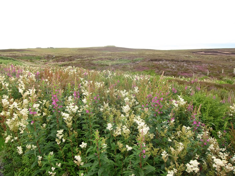 United Kingdom Scotland Orkney Islands, Orkney Islands, Hobbister reserve, Walkopedia