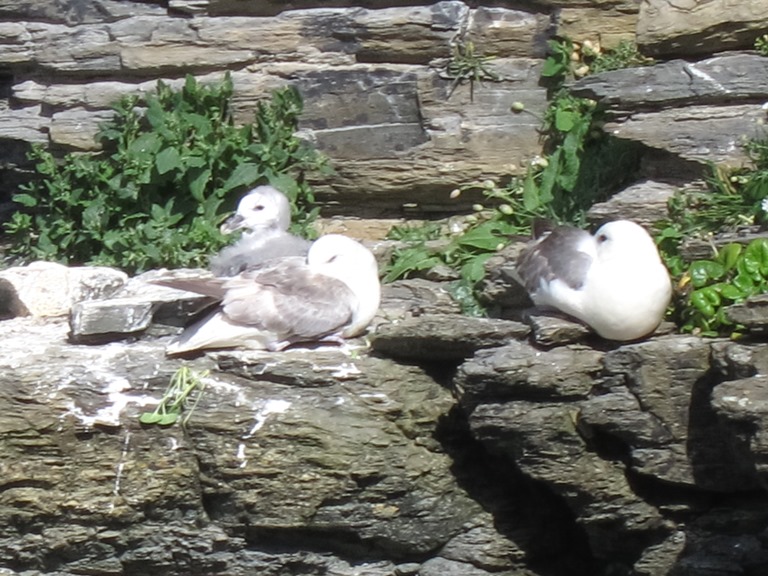 United Kingdom Scotland Orkney Islands, Marwick Head,  Last nests of the season, Walkopedia