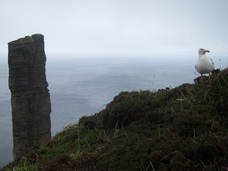 United Kingdom Scotland Orkney Islands, The Old Man and St John's Head, Hoy, Predator eyeing up picnic, Walkopedia