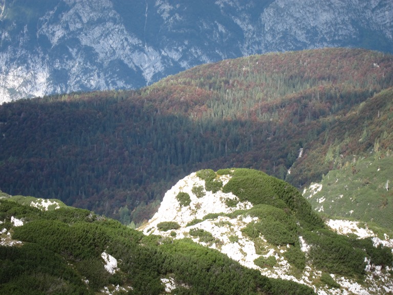 Slovenia Julian Alps, Lower Bohinj Ridge, Virgin forest above Lake Bohinj, Walkopedia