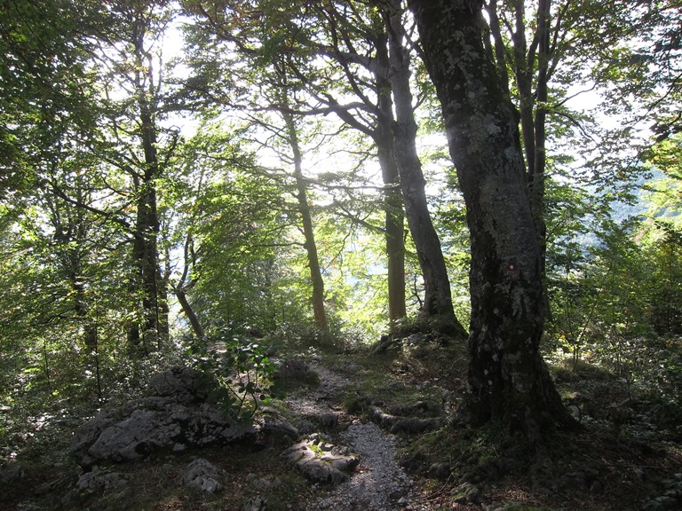 Slovenia Julian Alps, Lower Bohinj Ridge, Forest near Razor hut, Walkopedia