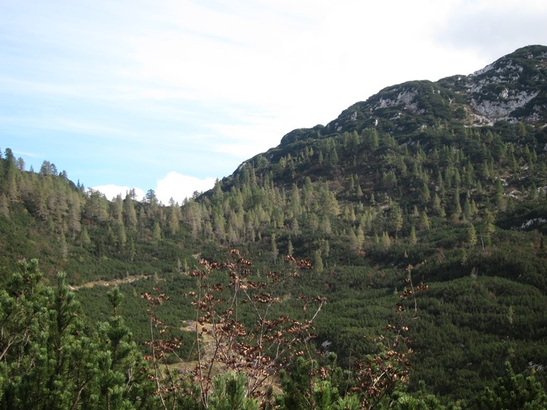 Slovenia Julian Alps, Lower Bohinj Ridge, Larch growing out of ground-hugging pine, Walkopedia