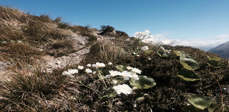 Alpine flowers - © Anthony Fawcett Avalanche Peak: Alpine flowers - © Anthony Fawcett