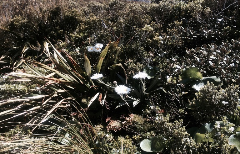Alpine flowers - © Anthony Fawcett Otira Valley: Alpine flowers - © Anthony Fawcett