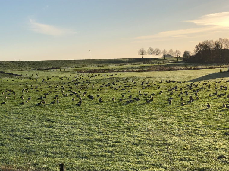 Pieterpad
On the way to Groesbeek  - © Flickr user Bartwatching