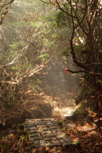 Japan Nansei-shoto (SW Islands): Yaku-shima, Yaku-shima, Forest on the Yaku-shima traverse, Walkopedia