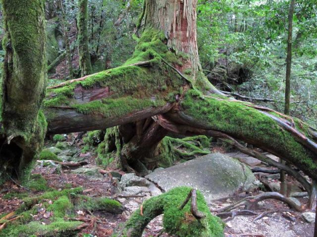 Japan Nansei-shoto (SW Islands): Yaku-shima, Yaku-shima, Kuguri cedar, Walkopedia