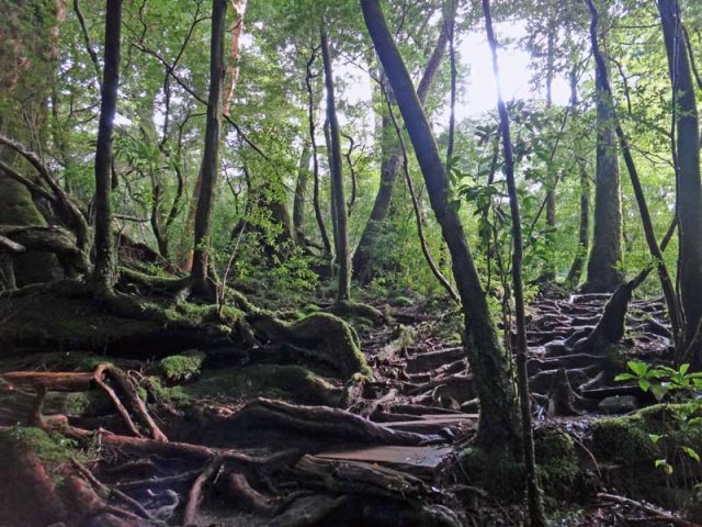 Japan Nansei-shoto (SW Islands): Yaku-shima, Yaku-shima, Trail to Mt. Kuromi-dake, Walkopedia