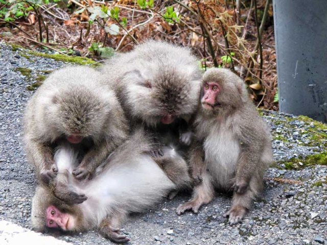 Japan Nansei-shoto (SW Islands): Yaku-shima, Yaku-shima, Yakushima macaques, Walkopedia