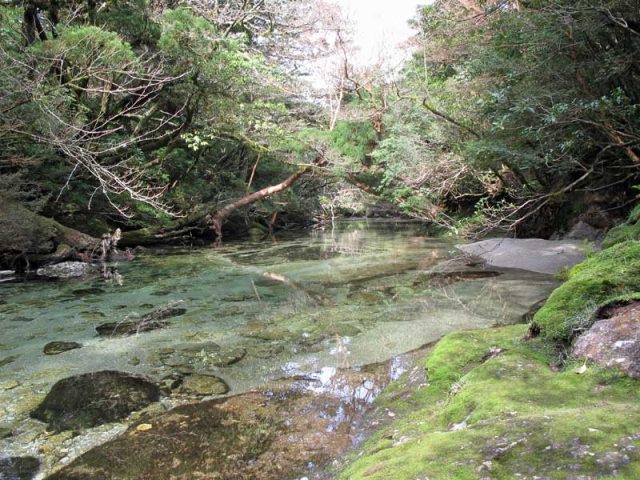 Japan Nansei-shoto (SW Islands): Yaku-shima, Yaku-shima, Yodogawa river, Walkopedia