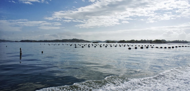 Japan, Basho Tour, Matsushima Bay oyster farming, Walkopedia