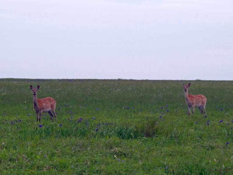 Japan Hokkaido, Hokkaido Walking , Deer, Walkopedia